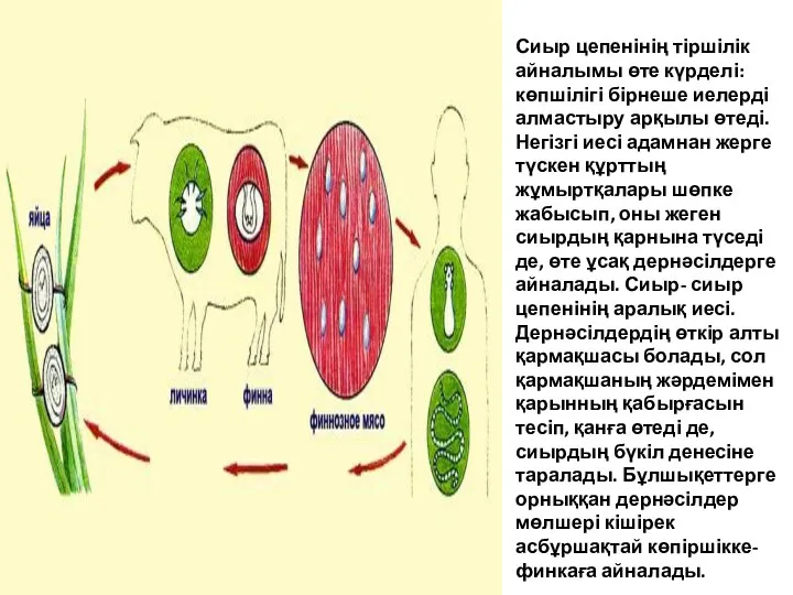 Сиыр цепенінің тіршілік айналымы өте күрделі: көпшілігі бірнеше иелерді алмастыру арқылы