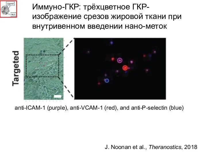anti-ICAM-1 (purple), anti-VCAM-1 (red), and anti-P-selectin (blue) Иммуно-ГКР: трёхцветное ГКР-изображение срезов