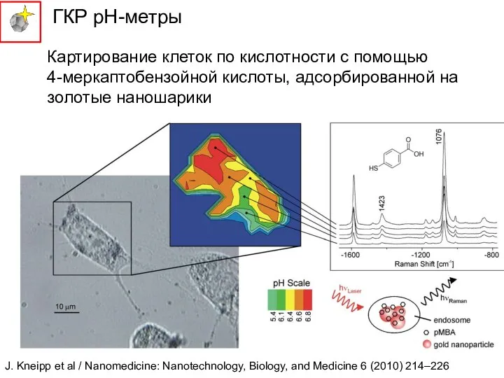 ГКР рН-метры Картирование клеток по кислотности с помощью 4-меркаптобензойной кислоты, адсорбированной