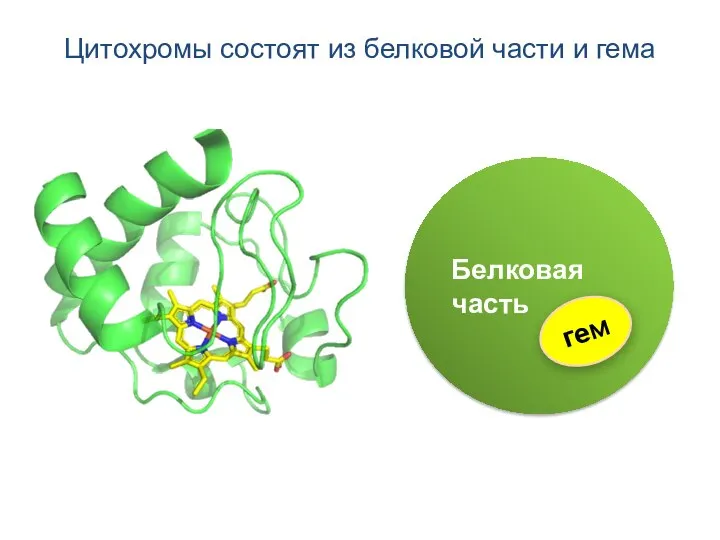 Белковая часть гем Цитохромы состоят из белковой части и гема