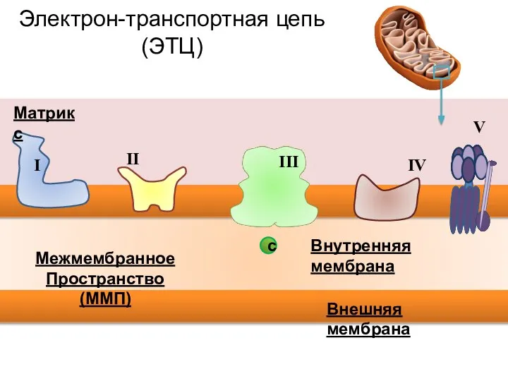 II Матрикс Внутренняя мембрана Межмембранное Пространство (ММП) IV V с Внешняя мембрана Электрон-транспортная цепь (ЭТЦ)