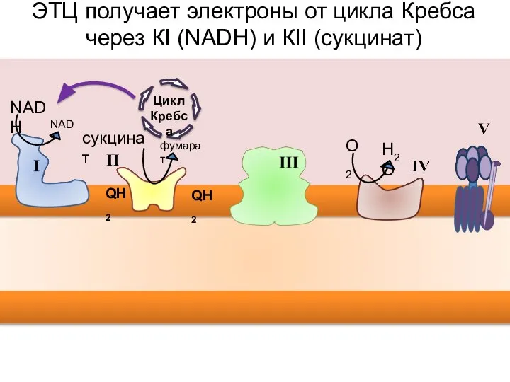 NAD+ NADH фумарат сукцинат H2O О2 QH2 QH2 ЭТЦ получает электроны