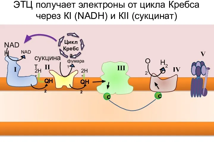 NAD+ NADH фумарат сукцинат H2O О2 QH2 QH2 ЭТЦ получает электроны