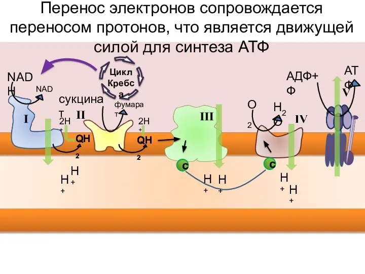 NAD+ NADH фумарат сукцинат H2O О2 QH2 QH2 Перенос электронов сопровождается