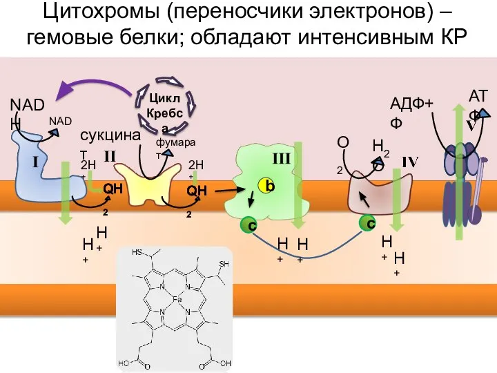 NAD+ NADH фумарат сукцинат H2O О2 QH2 QH2 Цитохромы (переносчики электронов)