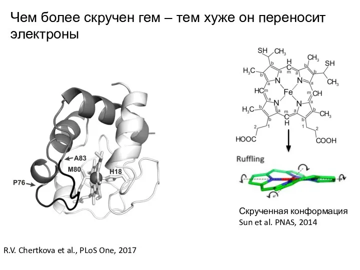 R.V. Chertkova et al., PLoS One, 2017 Скрученная конформация Sun et