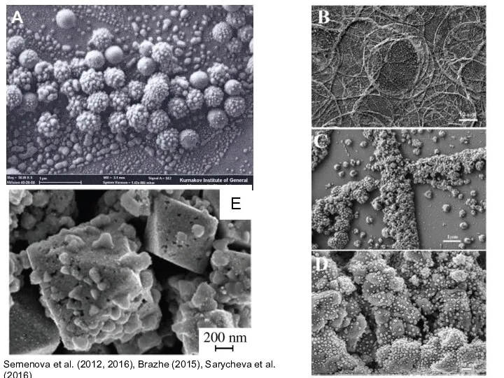 А Semenova et al. (2012, 2016), Brazhe (2015), Sarycheva et al. (2016)