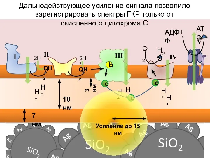 H2O О2 QH2 QH2 Дальнодействующее усиление сигнала позволило зарегистрировать спектры ГКР