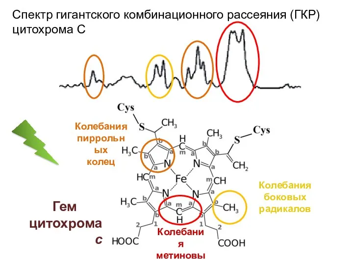 Гем цитохрома с Колебания метиновых мостиков Колебания пиррольных колец Колебания боковых