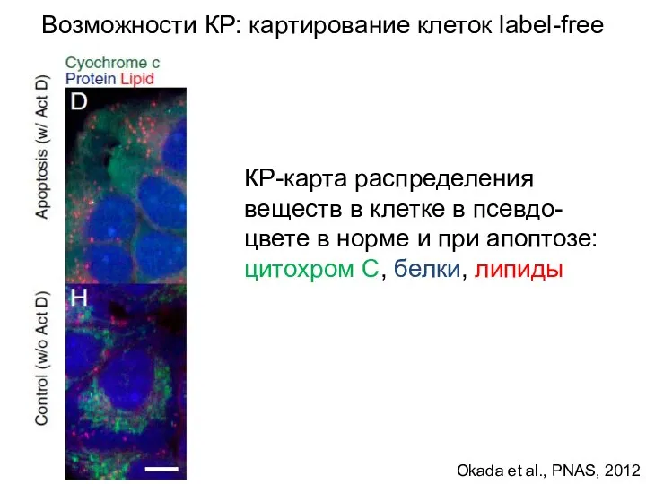 Okada et al., PNAS, 2012 КР-карта распределения веществ в клетке в