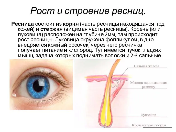 Рост и строение ресниц. Ресница состоит из корня (часть ресницы находящаяся