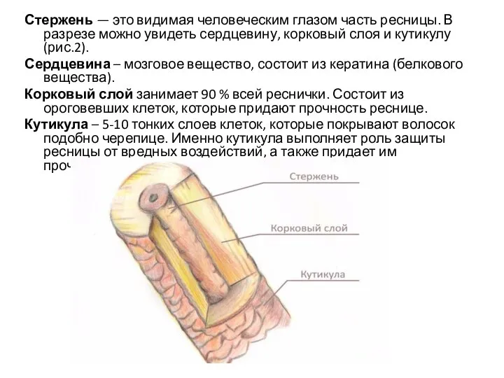 Стержень — это видимая человеческим глазом часть ресницы. В разрезе можно