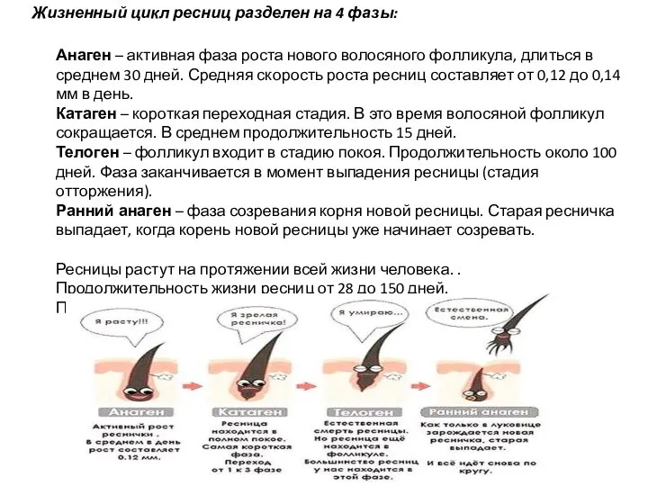 Жизненный цикл ресниц разделен на 4 фазы: Анаген – активная фаза