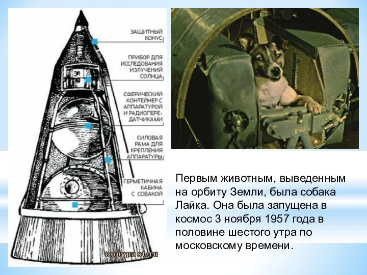 Первым животным, выведенным на орбиту Земли, была собака Лайка. Она была