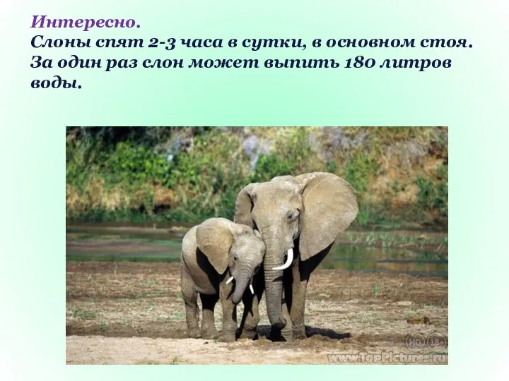 Интересно. Слоны спят 2-3 часа в сутки, в основном стоя. За