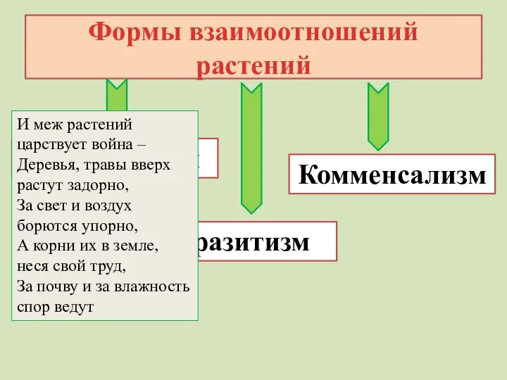 Формы взаимоотношений растений Конкуренция Паразитизм Комменсализм И меж растений царствует война