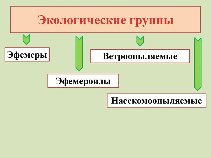 Экологические группы Эфемеры Эфемероиды Ветроопыляемые Насекомоопыляемые