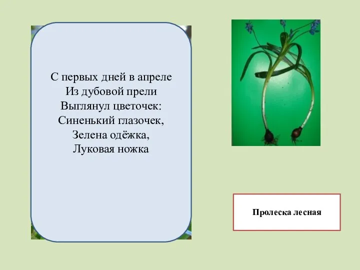 Пролеска лесная С первых дней в апреле Из дубовой прели Выглянул