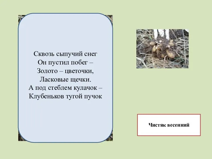 Чистяк весенний Сквозь сыпучий снег Он пустил побег – Золото –