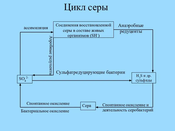 Цикл серы Сульфатредуцирующие бактерии