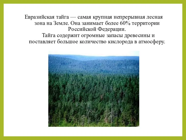 Евразийская тайга — самая крупная непрерывная лесная зона на Земле. Она
