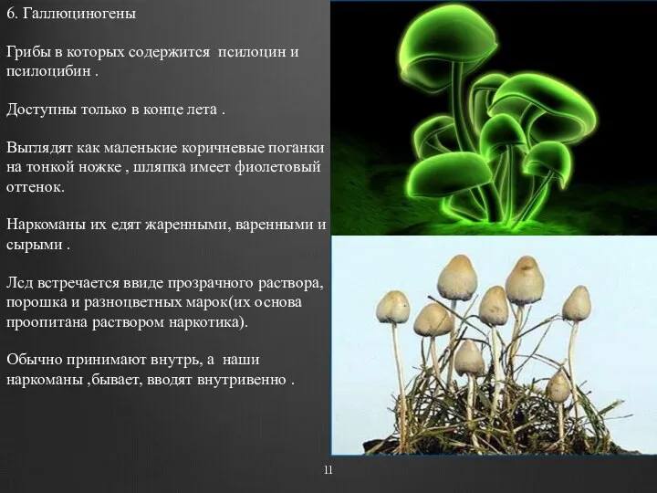 6. Галлюциногены Грибы в которых содержится псилоцин и псилоцибин . Доступны