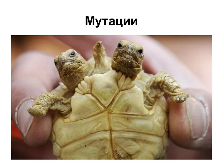 Мутации