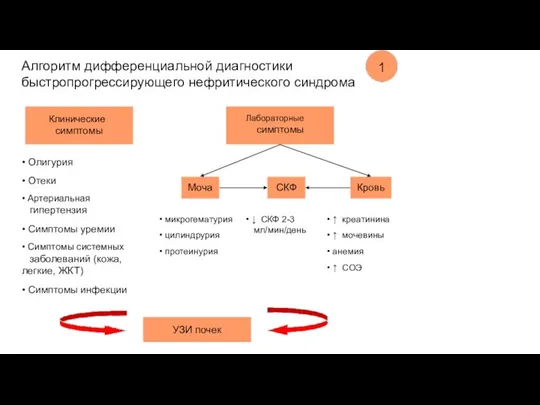 Алгоритм дифференциальной диагностики быстропрогрессирующего нефритического синдрома 1 Клинические симптомы Лабораторные симптомы