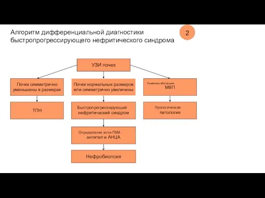 Алгоритм дифференциальной диагностики быстропрогрессирующего нефритического синдрома 2 УЗИ почек Почки симметрично