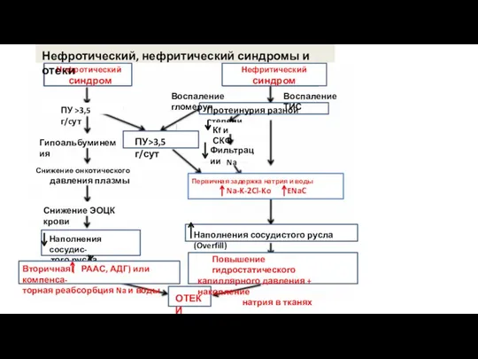 Нефротический синдром Нефритический синдром Протеинурия разной степени Кf и СКФ ПУ>3,5
