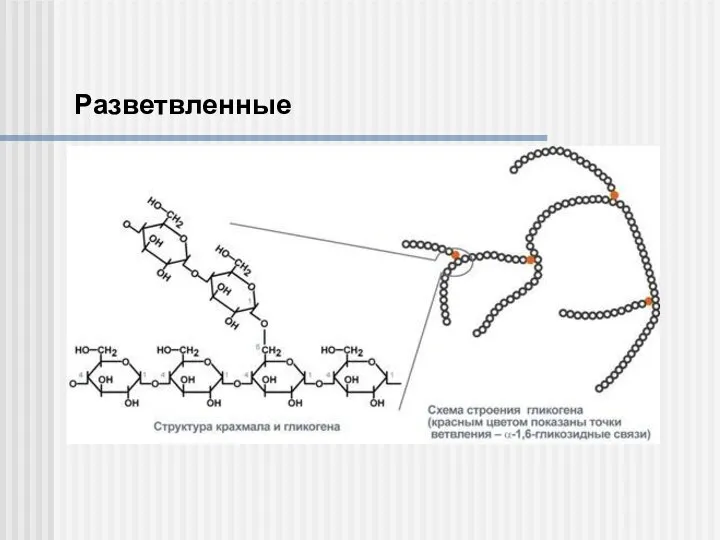Разветвленные
