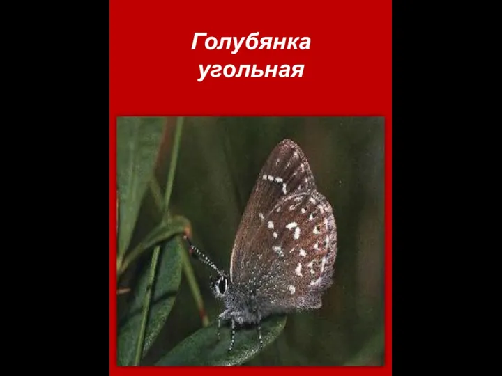 Голубянка угольная