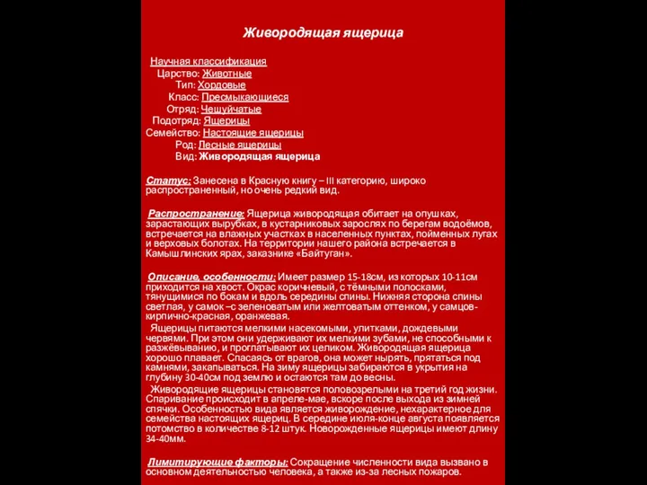 Живородящая ящерица Научная классификация Царство: Животные Тип: Хордовые Класс: Пресмыкающиеся Отряд: