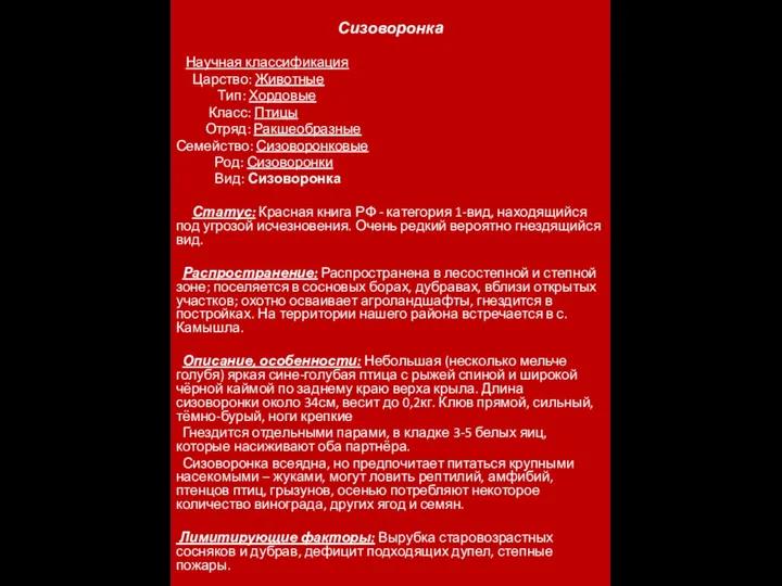 Сизоворонка Научная классификация Царство: Животные Тип: Хордовые Класс: Птицы Отряд: Ракшеобразные