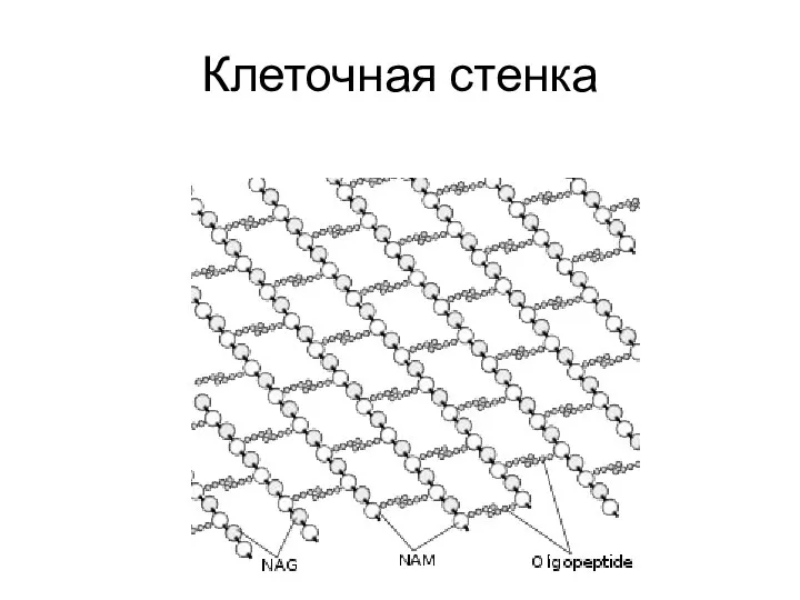 Клеточная стенка