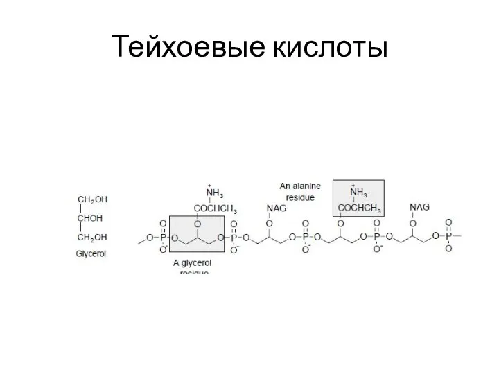 Тейхоевые кислоты