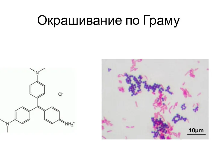 Окрашивание по Граму