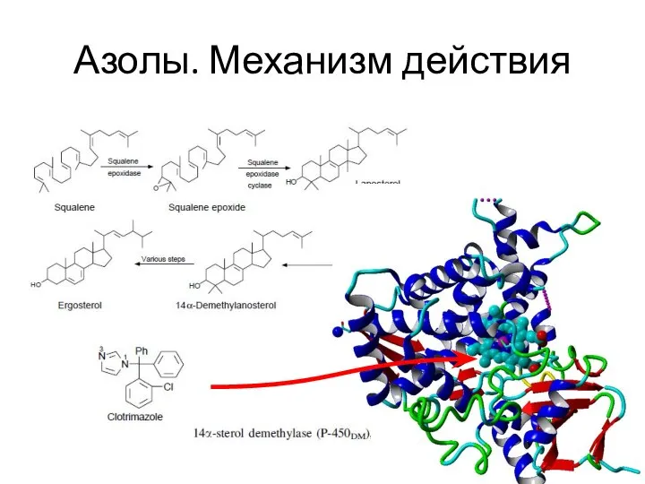 Азолы. Механизм действия