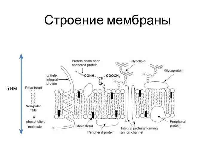 Строение мембраны 5 нм