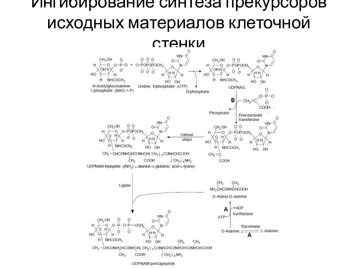 Ингибирование синтеза прекурсоров исходных материалов клеточной стенки