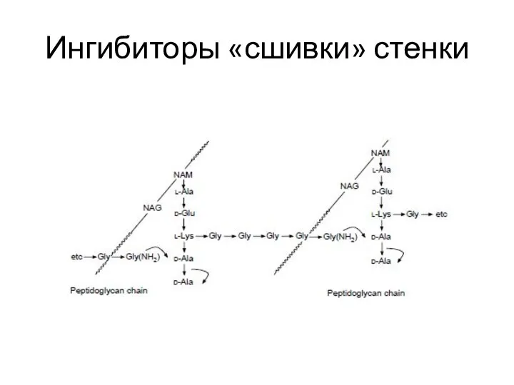 Ингибиторы «сшивки» стенки