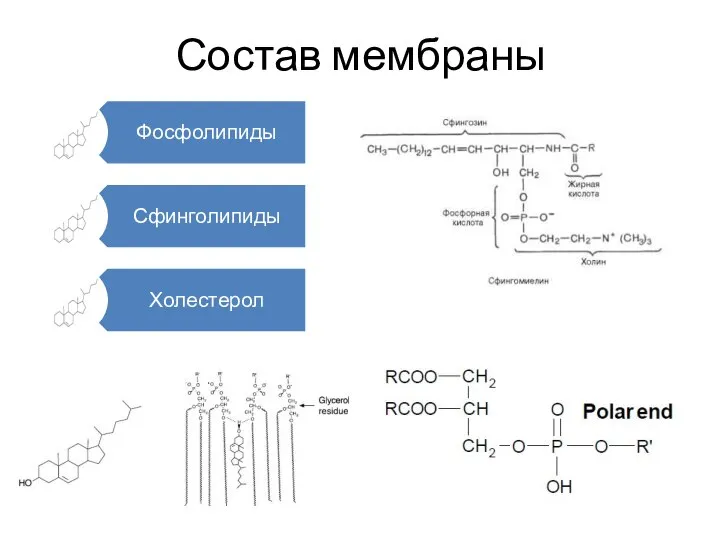 Состав мембраны