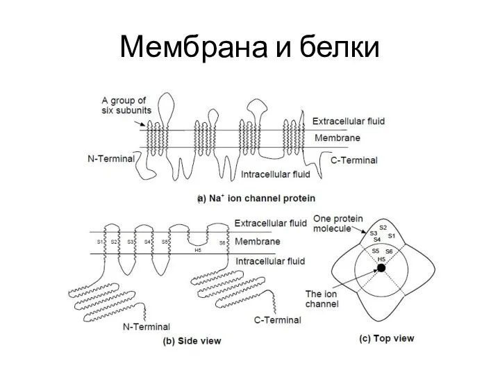 Мембрана и белки