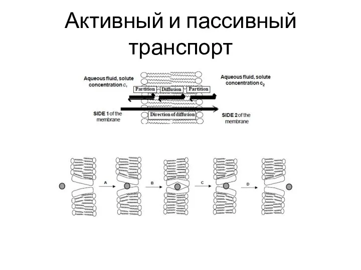 Активный и пассивный транспорт