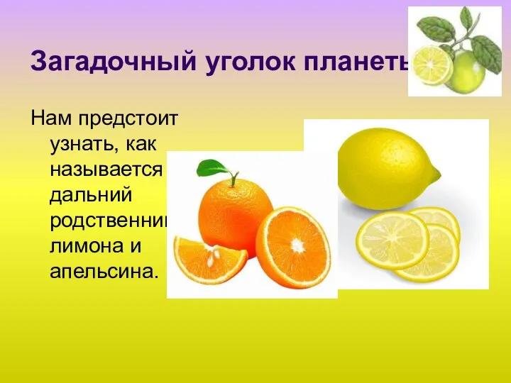 Загадочный уголок планеты Нам предстоит узнать, как называется дальний родственник лимона и апельсина.