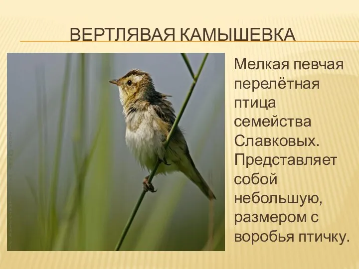 ВЕРТЛЯВАЯ КАМЫШЕВКА Мелкая певчая перелётная птица семейства Славковых. Представляет собой небольшую, размером с воробья птичку.