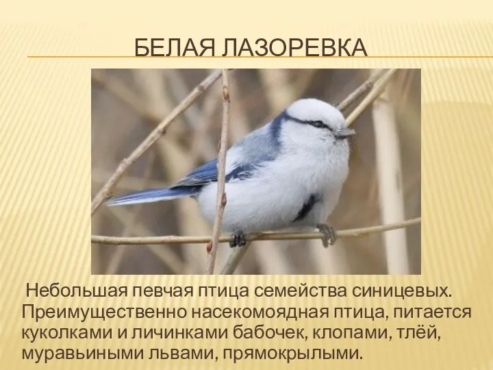 БЕЛАЯ ЛАЗОРЕВКА Небольшая певчая птица семейства синицевых. Преимущественно насекомоядная птица, питается