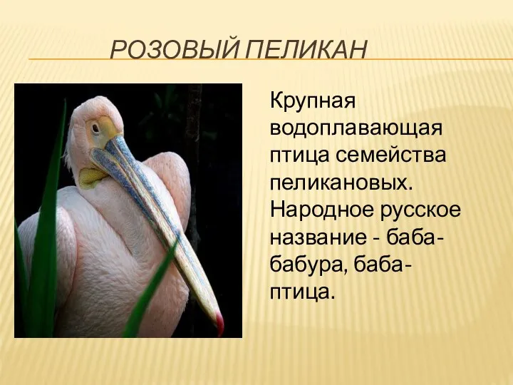 РОЗОВЫЙ ПЕЛИКАН Крупная водоплавающая птица семейства пеликановых. Народное русское название - баба-бабура, баба-птица.
