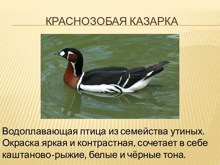 КРАСНОЗОБАЯ КАЗАРКА Водоплавающая птица из семейства утиных. Окраска яркая и контрастная,