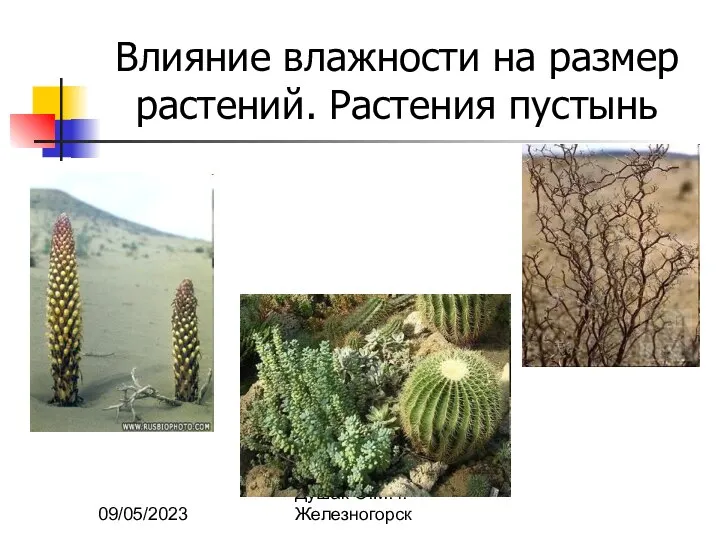 09/05/2023 Душак О.М. г.Железногорск Влияние влажности на размер растений. Растения пустынь